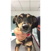 Foto dell\'animale cane - Matr. 2019/1657 - Microchip 380260043686797
