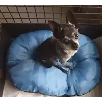 cane - Matr. 2019/1656 - Microchip 380260020046630