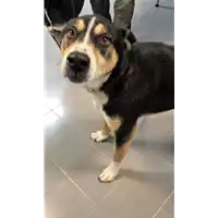 Foto dell\'animale cane - Matr. 2015/1526 - Microchip 380260070121601