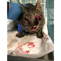 Foto dell\'animale gatto - Matr. 2019/1662 - Microchip 
