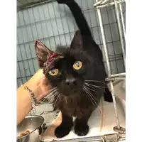 Foto dell\'animale gatto - Matr. 2019/1666 - Microchip 380260043680477