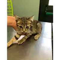 Foto dell\'animale gatto - Matr. 2019/1668 - Microchip 380260043680576