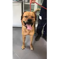 Foto dell\'animale cane - Matr. 2019/1672 - Microchip 380260043687139