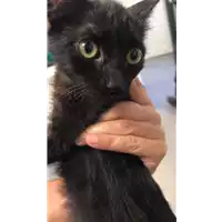 Foto dell\'animale gatto - Matr. 2019/1673 - Microchip 380260043687282