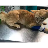 Foto dell\'animale gatto - Matr. 2016/0788 - Microchip 380260042832315