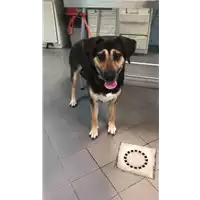 Foto dell\'animale cane - Matr. 2019/1692 - Microchip 380260043681369