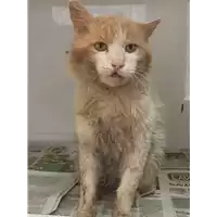 Foto dell\'animale gatto - Matr. 2017/0241 - Microchip 380260042878750