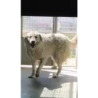 Foto dell\'animale cane - Matr. 2019/1697 - Microchip 380260043680880
