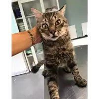 Foto dell\'animale gatto - Matr. 2019/1698 - Microchip 380260043681191