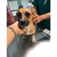 cane - Matr. 2019/1720 - Microchip 380260043687129