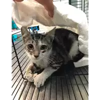 Foto dell\'animale gatto - Matr. 2019/1701 - Microchip 380260043680786