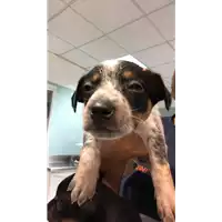Foto dell\'animale cane - Matr. 2019/1708 - Microchip 380260043686821