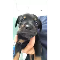 Foto dell\'animale cane - Matr. 2019/1712 - Microchip 380260043687321
