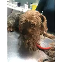 Foto dell\'animale cane - Matr. 2019/1717 - Microchip 380260043687091