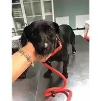 cane - Matr. 2019/1718 - Microchip 380260043681194