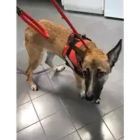 Foto dell\'animale cane - Matr. 2019/1719 - Microchip 380260043686529