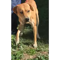 Foto dell\'animale cane - Matr. 2018/2104 - Microchip 380260101042022