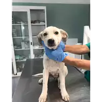 Foto dell\'animale cane - Matr. 2019/1721 - Microchip 380260043687061