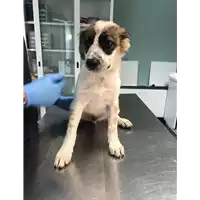 Foto dell\'animale cane - Matr. 2019/1722 - Microchip 380260043687049