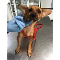 Foto dell\'animale cane - Matr. 2019/1723 - Microchip 380260043534953