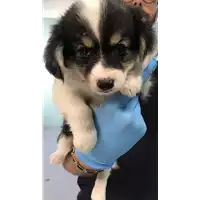 Foto dell\'animale cane - Matr. 2019/1724 - Microchip 380260043686803
