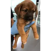 Foto dell\'animale cane - Matr. 2019/1725 - Microchip 380260043640612