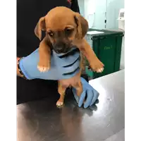 Foto dell\'animale cane - Matr. 2019/1726 - Microchip 380260043639738
