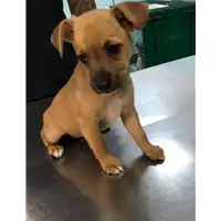 Foto dell\'animale cane - Matr. 2019/1727 - Microchip 380260043681038