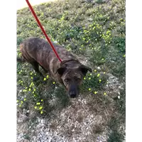 Foto dell\'animale cane - Matr. 2019/1586 - Microchip 941000001516726