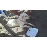 Foto dell\'animale cane - Matr. 2019/1732 - Microchip 380260004904043