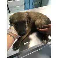 Foto dell\'animale cane - Matr. 2019/1734 - Microchip 380260043680812