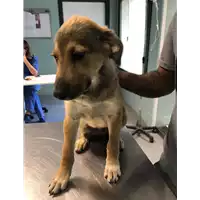 Foto dell\'animale cane - Matr. 2019/1735 - Microchip 380260043687292