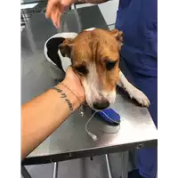 Foto dell\'animale cane - Matr. 2019/1736 - Microchip 380260002891531