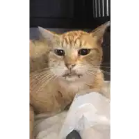 Foto dell\'animale gatto - Matr. 2019/1738 - Microchip 380260043686511