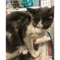 Foto dell\'animale gatto - Matr. 2019/1739 - Microchip 380260043686998