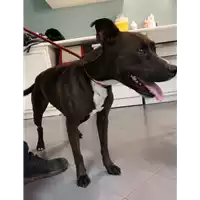 Foto dell\'animale cane - Matr. 2019/1745 - Microchip 380260101089484