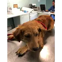 Foto dell\'animale cane - Matr. 2019/1747 - Microchip 380260043680827