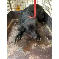 Foto dell\'animale cane - Matr. 2019/1746 - Microchip 380260043686636