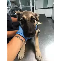 Foto dell\'animale cane - Matr. 2019/1748 - Microchip 380260043681216