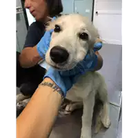 Foto dell\'animale cane - Matr. 2019/1749 - Microchip 380260043680999