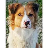 Foto dell\'animale cane - Matr. 2018/0571 - Microchip 380260043500615