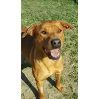 Foto dell\'animale cane - Matr. 2018/2665 - Microchip 380260043853204
