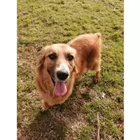 Foto dell\'animale cane - Matr. 2019/0629 - Microchip 380260043870280