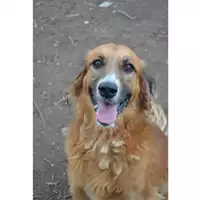 Foto dell\'animale cane - Matr. 2019/0629 - Microchip 380260043870280