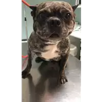 Foto dell\'animale cane - Matr. 2019/1477 - Microchip 380260080140329