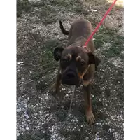 Foto dell\'animale cane - Matr. 2019/1752 - Microchip 380260043686824