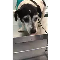 Foto dell\'animale cane - Matr. 2019/1753 - Microchip 380260101472875