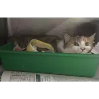 Foto dell\'animale gatto - Matr. 2017/0247 - Microchip 380260002270250