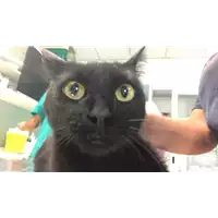 Foto dell\'animale gatto - Matr. 2019/1758 - Microchip 380260043687420