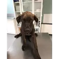 Foto dell\'animale cane - Matr. 2019/1760 - Microchip 380260043687363